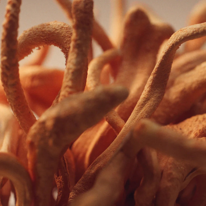Cordyceps