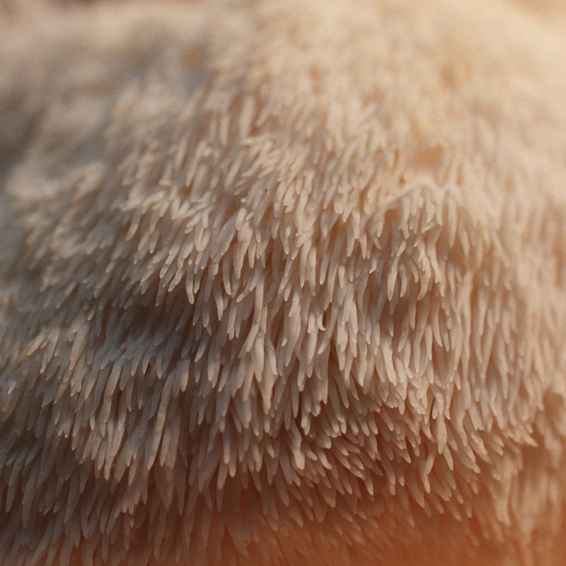 Lion's Mane
